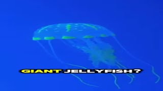 The Fascinating World Of Jellyfish Mindblowing Jellyfish Trivia [upl. by Furlani]