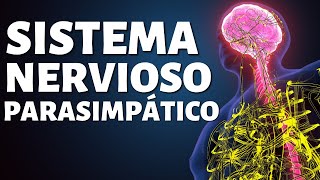 El SISTEMA NERVIOSO PARASIMPÁTICO funciones partes y conexiones🧠 [upl. by Tana]