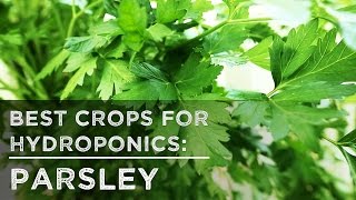 Best Crops for Hydroponics Parsley [upl. by Nuj]