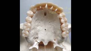 foramen content mbbs anatomy medical [upl. by Ltsyrk]