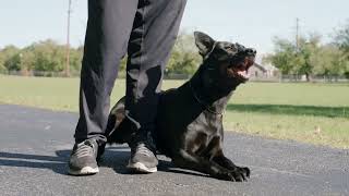 K9 Tara Certified Dutch Police Dog all black female malinois [upl. by Manson]