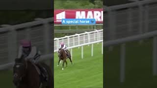 Frankel  what a racehorse 🚀 horseracing horses racingtv [upl. by Ardnassac]