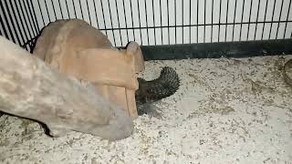 uromastyx dimusim hujan part 1dhab kadalgurun [upl. by Nanaj]