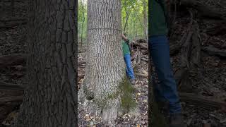 Shorts Measuring the Diameter of a Handsome Mockernut Hickory on Green Mountain Nature Preserve [upl. by Fernyak]