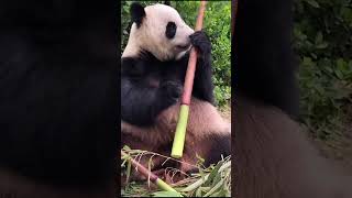 50 Seconds of Pandas Being MISCHIEVOUS Will Leave You Speechless [upl. by Llertnov]