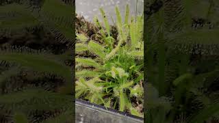 Drosera Capensis catching flies [upl. by Means458]