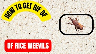 9 Natural Ways to Get rid of Rice Weevils [upl. by Anitsirhk659]