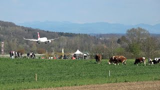 Airplane landing planespotters and cows near Zurich Airport ZRH [upl. by Sabelle]