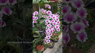 Tolumnia plant update orchid tolumnia garden dendrobium [upl. by Gadmann]