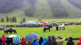 Noriker Hengstauftrieb Kirchberg 2016 Teil 1 Das Auslassen [upl. by Atteynot]