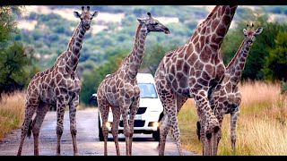 Giraffe tower roadblock [upl. by Joellyn607]