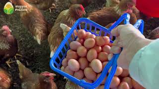 ¿Cuántos huevos producen 100 gallinas al día [upl. by Egide]