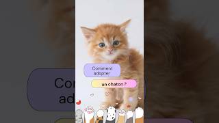 Comment adopter un chaton  chaton adopteunchat [upl. by Kcirred]