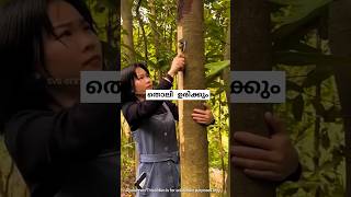 തൊലി ഉരിച്ച മരംcinnamon harvesting malayalam shorts [upl. by Fisk]