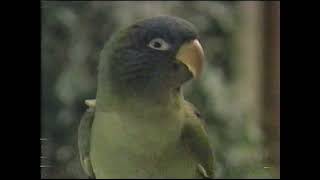 quotPauliequot VHS release commercial 1998 [upl. by Collin]