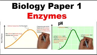 GCSE Biology Paper 1 ENZYMES [upl. by Bertha865]