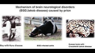 Mechanism of brain neurological disorders BSEJakob disease caused by prion proteins [upl. by Ydissak]