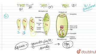 a Explain the development of female gametophyte from a megaspore mother cell in an angiosperm [upl. by Jaquiss]