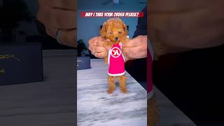 What’s your order poodle puppy toypoodle shorts [upl. by Akemit]