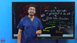 Microtubules  General Histology Lec 2 Part 2  Dr Amro Ashraf [upl. by Stiegler]