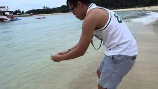 Releasing Stranded Box Jellyfish Planula Larva back into Sea in Lazarus Island [upl. by Teresa]