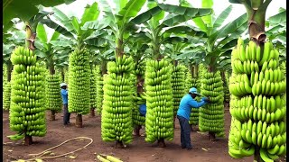 136 Million Tons Of Bananas Are Harvested And Processed This Way  Farming Documentary [upl. by Randene]