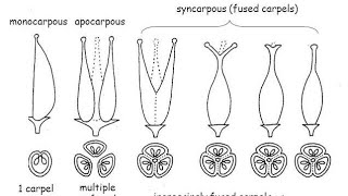 Difference Between Apocarpous And Syncarpous Pistil In HindiUrdu [upl. by Ninon869]