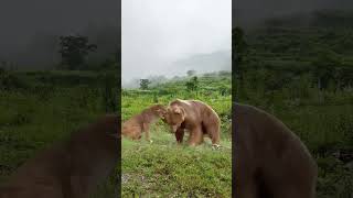 Jaguar vs brown bear animal strength contest wild animals up close [upl. by Duwalt]