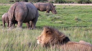 Rhino vs Lion on African Safari [upl. by Ihcalam]