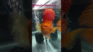 Flower horn fish in aquarium shorts ytshorts [upl. by Friday]