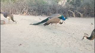 Peacock and Peahen meets peacock [upl. by Anin]