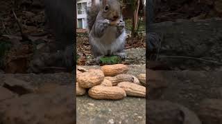 Squirrel ASMR 🐿🥜🔊 squirrel cute wildlife asmr animals shorts [upl. by Snave]