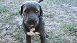 Neapolitan Mastiff x Great Dane x Bull Mastiff attack [upl. by Eednil]