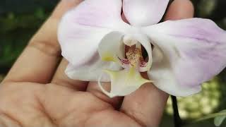 Phalaenopsis sanderiana [upl. by Malas]