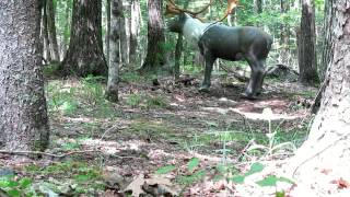 3D Archery Shoot at Wittenberg Sportsmen [upl. by Eloise]