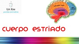 Cuerpo Estriado  Neurología [upl. by Margalit]