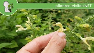 Klebriger Salbei  BlüteBlüten  170718 Salvia glutinosa  Essbare Wildkräuter bestimmen [upl. by Godber]