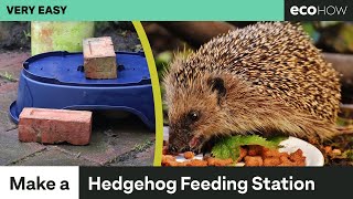 How to make a hedgehog feeding station [upl. by Chun]