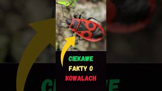 4 Ciekawe Fakty o Kowalu Bezskrzydłym 🪲  Owad Który Zaskakuje 🐞 [upl. by Adolf]