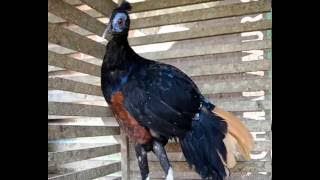 Sempidan Muka Biru Borneo  Fireback Pheasant  RAGFARM SUKAMARA [upl. by Gaultiero]