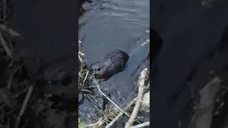 Beaver Building A Dam [upl. by Aramak978]