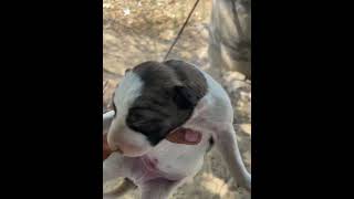 Baby dog crying viralvideo shortvideo animallover animals love dog [upl. by Odnam]