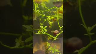 Tons of duckweed in this huge tank aquarium subscribe viral [upl. by Nilesoj]