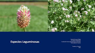 Especies leguminosas [upl. by Essirehc]