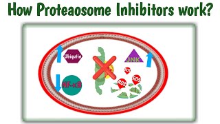 Mechanism of action proteasome inhibitors  How proteasome inhibitors work  Bortezomib MOAVelcade [upl. by Pinsky]