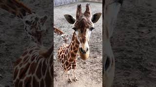 Dont Touch Me 🦒 Just Give Me Food 🤩 youtubeshort animalshorts justforfun animalsvideo [upl. by Maurie]