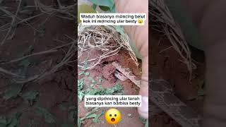 Mncing ular pakai tngan fyp reels viral [upl. by Anoved]