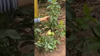 New technique for growing guava plant guavagrafting guava fruitfarming farming viral shorts [upl. by Sherlocke]