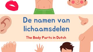 The Body Parts in Dutch  De Lichaamsdelen  Learn Dutch [upl. by Hardner]