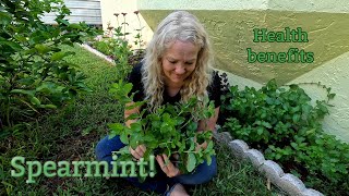 Spearmint Plant amp Medicinal properties  Southern Latitudes [upl. by Alrak551]